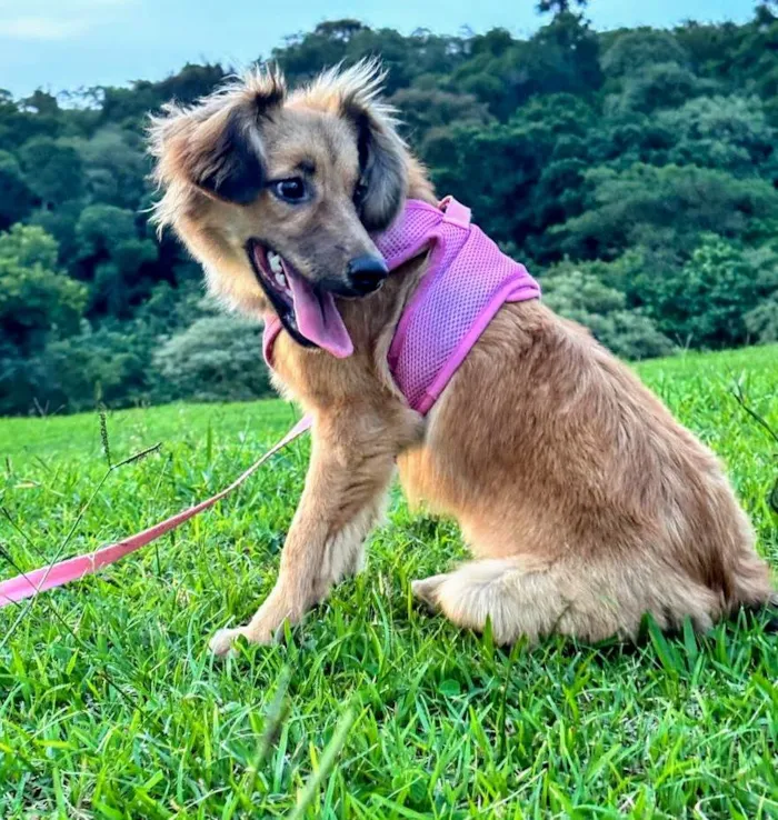 Cachorro ra a SRD-ViraLata idade 7 a 11 meses nome Sorte 
