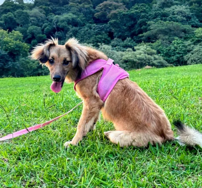Cachorro ra a SRD-ViraLata idade 7 a 11 meses nome Sorte 