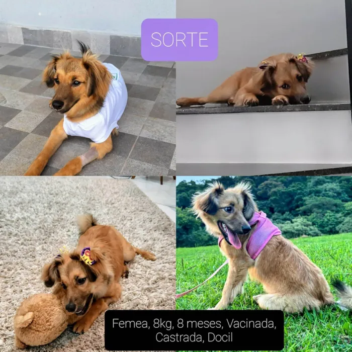Cachorro ra a SRD-ViraLata idade 7 a 11 meses nome Sorte 