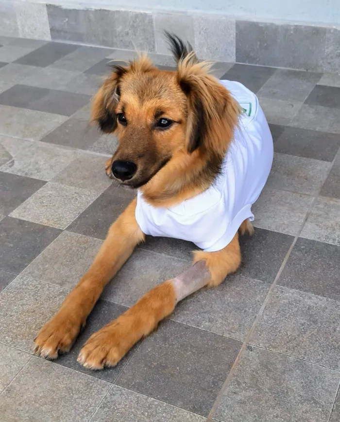 Cachorro ra a SRD-ViraLata idade 7 a 11 meses nome Sorte 