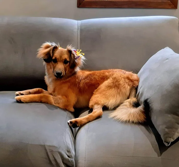 Cachorro ra a SRD-ViraLata idade 7 a 11 meses nome Sorte 