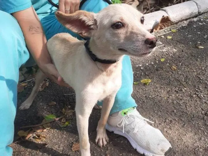 Cachorro ra a SRD-ViraLata idade 7 a 11 meses nome Amora