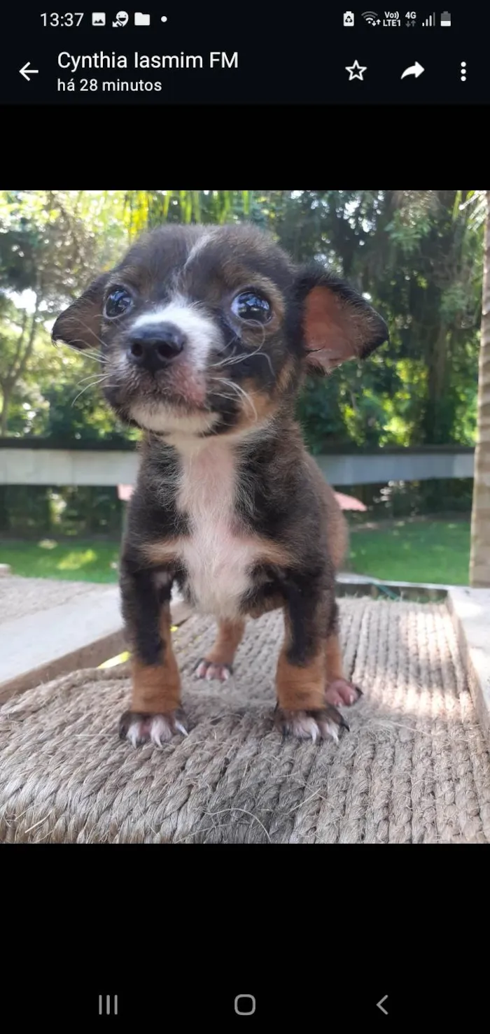 Cachorro ra a SRD-ViraLata idade Abaixo de 2 meses nome Vitorio