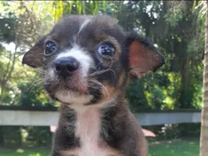 Cachorro raça SRD-ViraLata idade Abaixo de 2 meses nome Vitorio