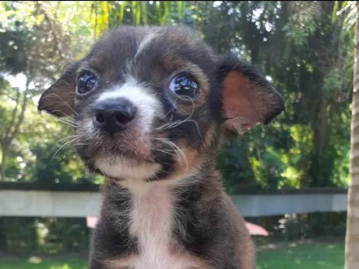 Cachorro ra a SRD-ViraLata idade Abaixo de 2 meses nome Vitorio
