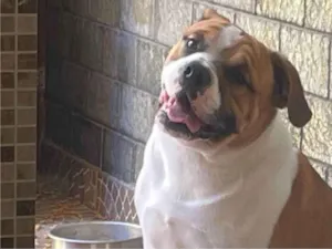 Cachorro raça SRD-ViraLata idade 7 a 11 meses nome Thor