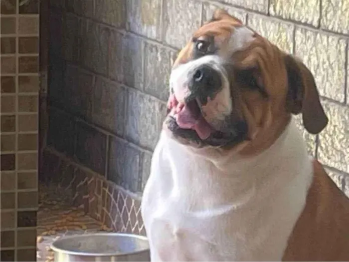 Cachorro ra a SRD-ViraLata idade 7 a 11 meses nome Thor