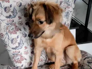 Cachorro raça SRD-ViraLata idade 7 a 11 meses nome Sorte 