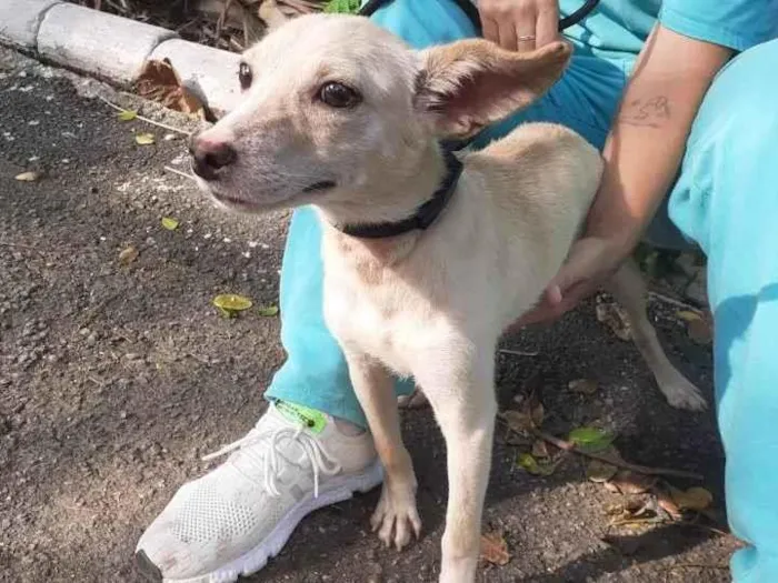 Cachorro ra a SRD-ViraLata idade 7 a 11 meses nome Amora