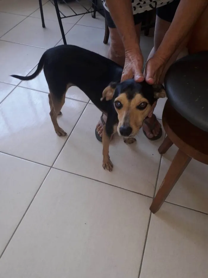Cachorro ra a  idade 2 anos nome Selminha