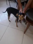 Selminha