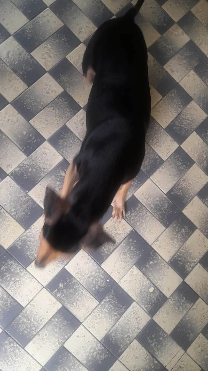 Cachorro ra a  idade 2 anos nome Selminha