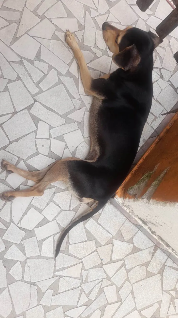 Cachorro ra a  idade 2 anos nome Selminha