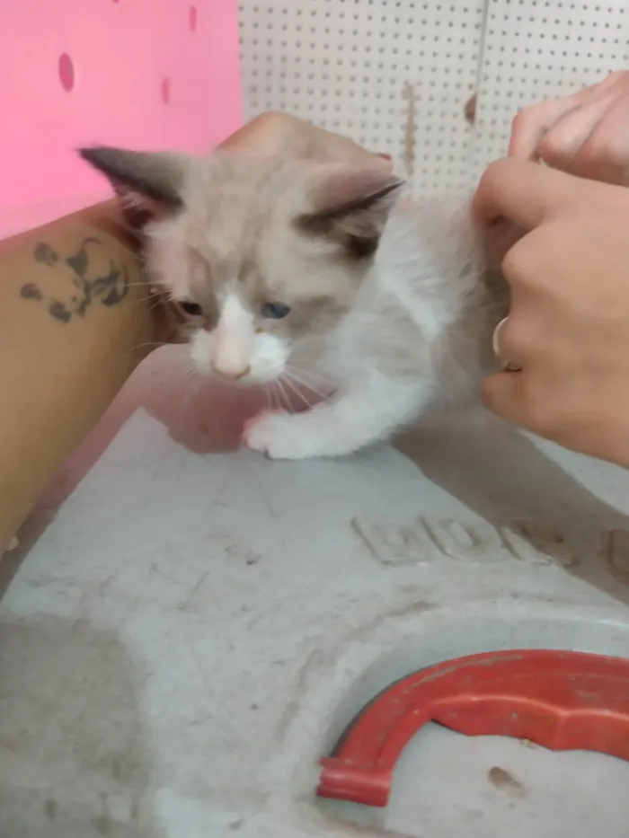 Gato ra a Srd idade Abaixo de 2 meses nome Juninho