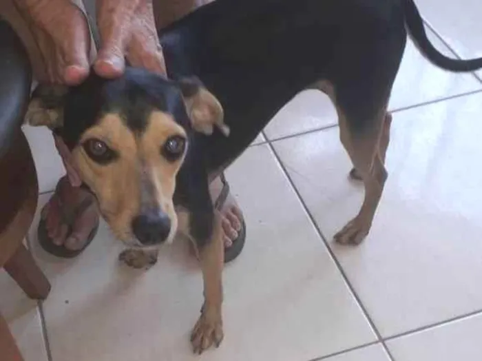 Cachorro ra a  idade 2 anos nome Selminha