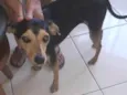 Selminha