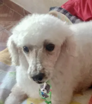 Cachorro raça SRD-ViraLata idade 1 ano nome Zoe