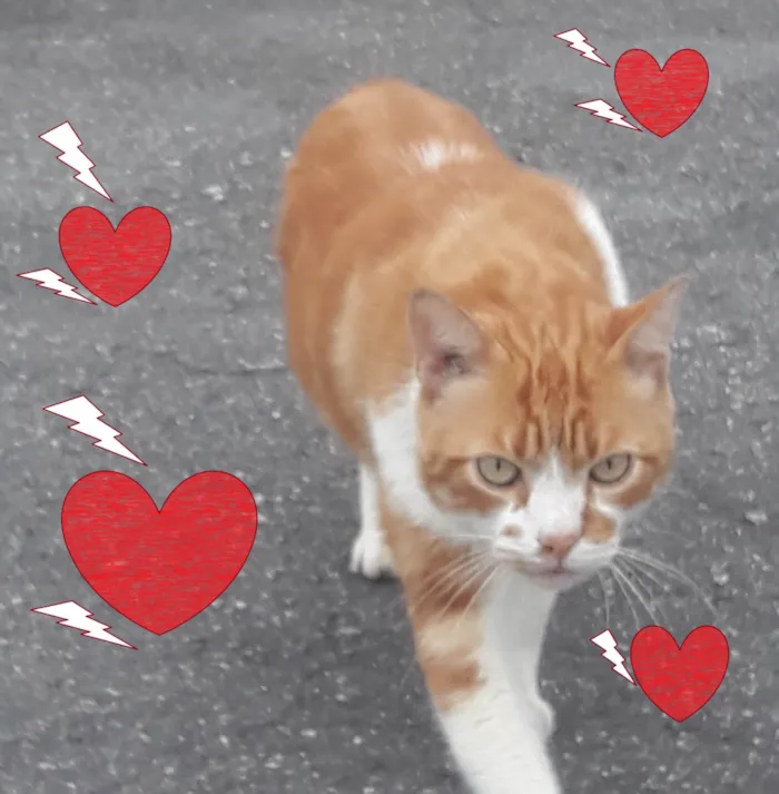 Gato ra a SRD-ViraLata idade 2 anos nome Galego