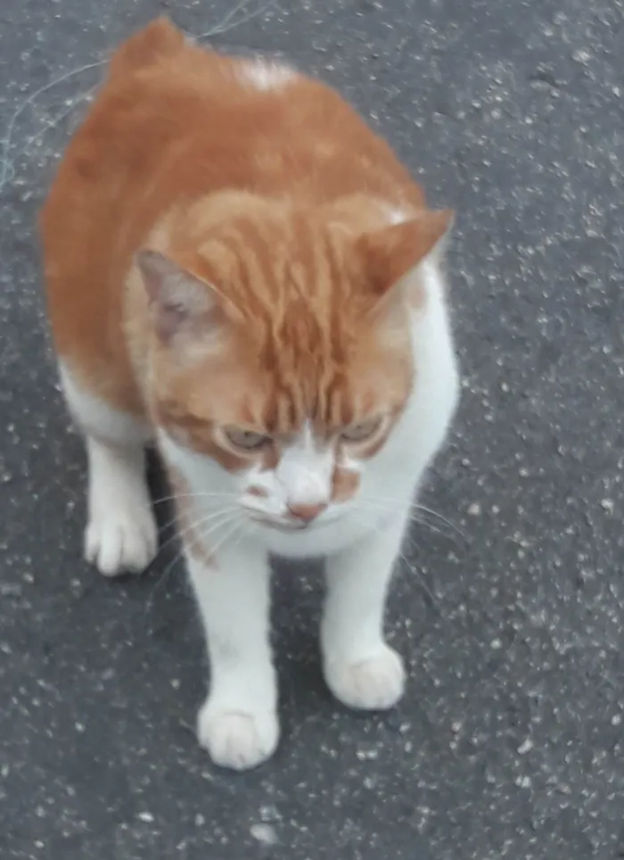 Gato ra a SRD-ViraLata idade 2 anos nome Galego