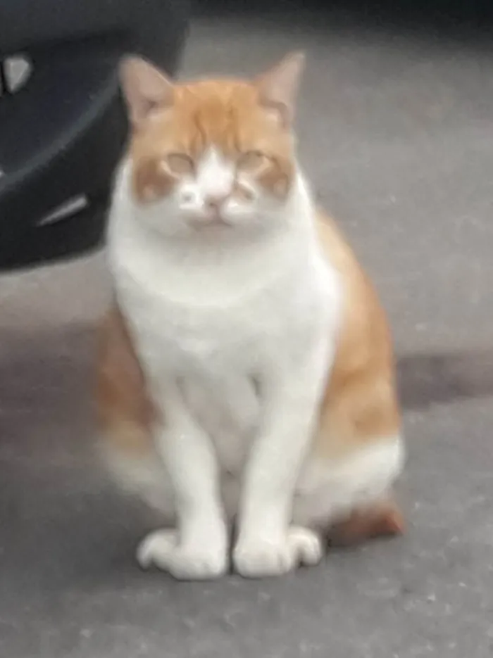 Gato ra a SRD-ViraLata idade 2 anos nome Galego