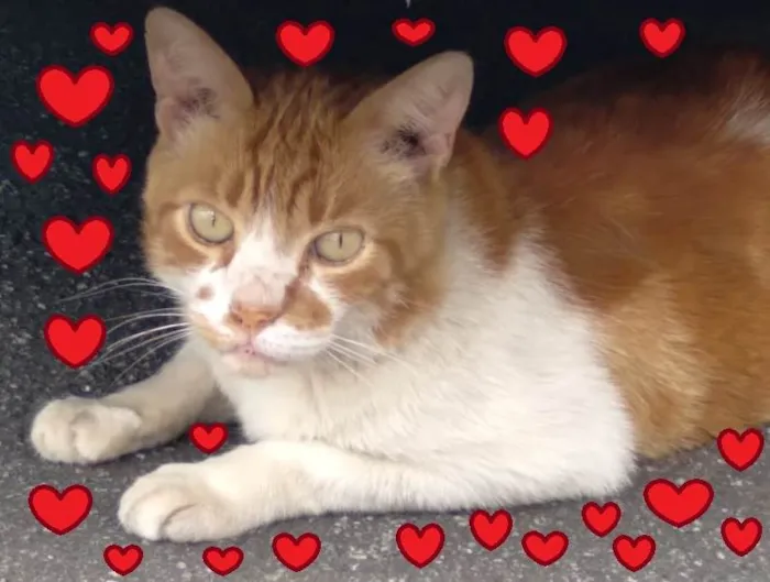 Gato ra a SRD-ViraLata idade 2 anos nome Galego