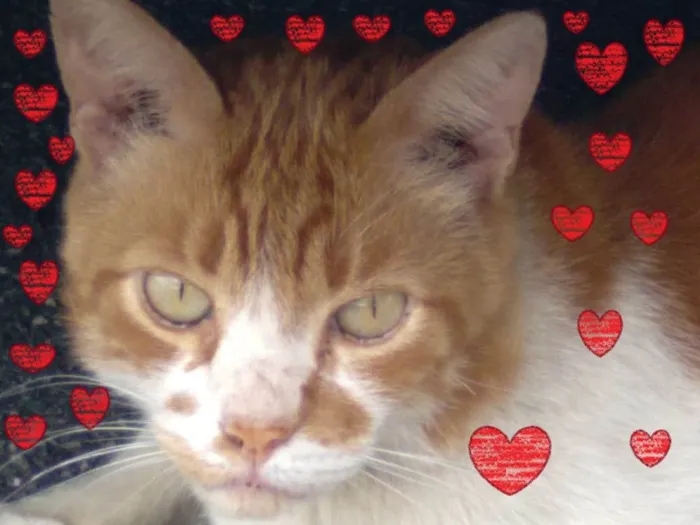 Gato ra a SRD-ViraLata idade 2 anos nome Galego