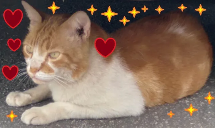 Gato ra a SRD-ViraLata idade 2 anos nome Galego
