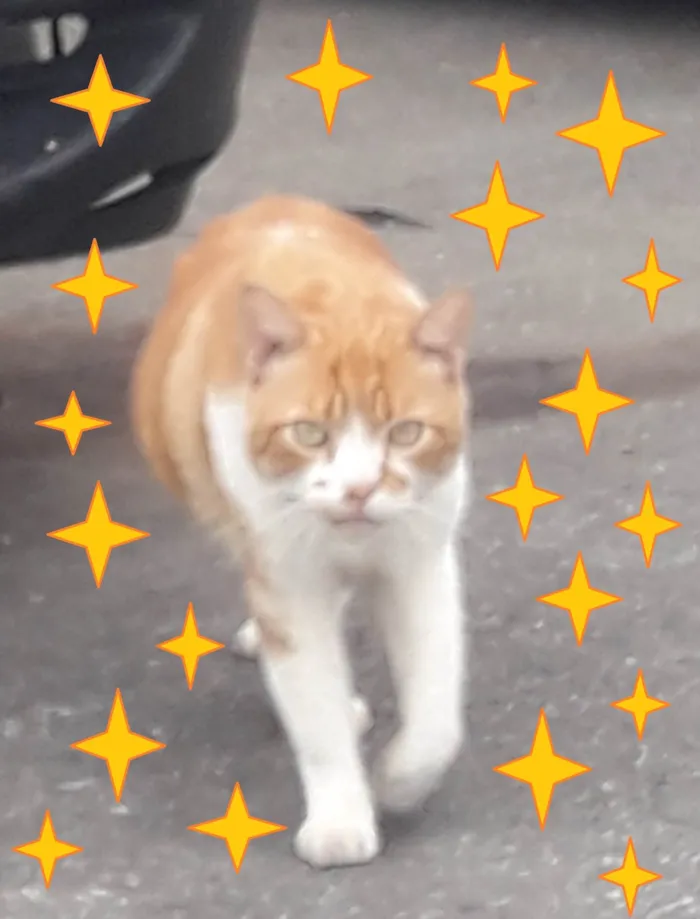 Gato ra a SRD-ViraLata idade 2 anos nome Galego