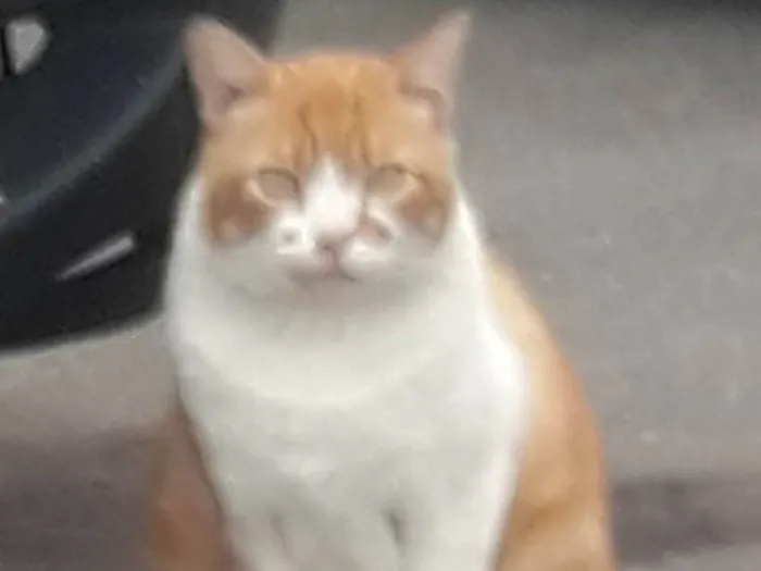 Gato ra a SRD-ViraLata idade 2 anos nome Galego