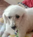 Kiko 