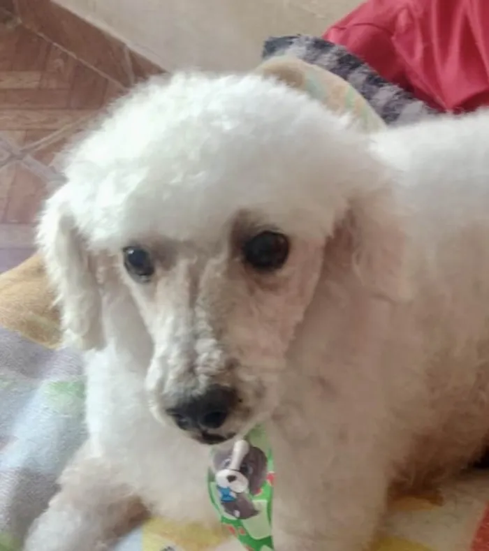 Cachorro ra a Poodle  idade 1 ano nome Kiko 