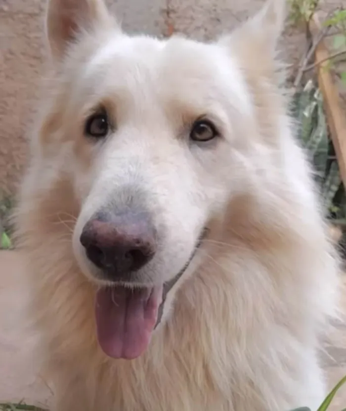 Cachorro ra a Mestico  idade 2 anos nome Apolo 