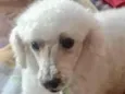 Kiko 