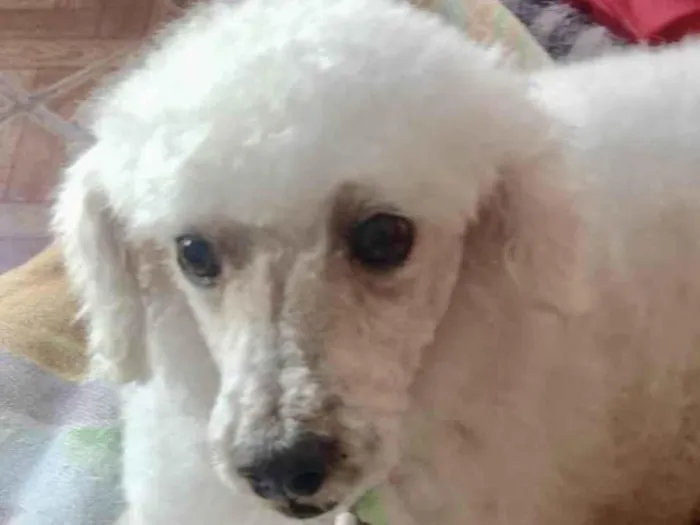 Cachorro ra a Poodle  idade 1 ano nome Kiko 
