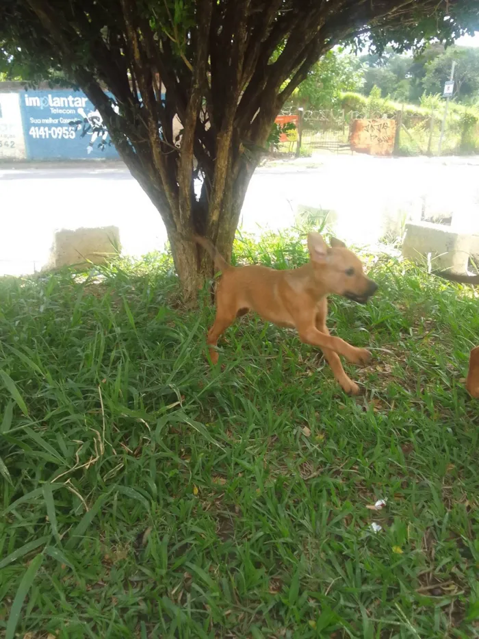 Cachorro ra a Sem raca idade 2 a 6 meses nome Bartek e Agnes 