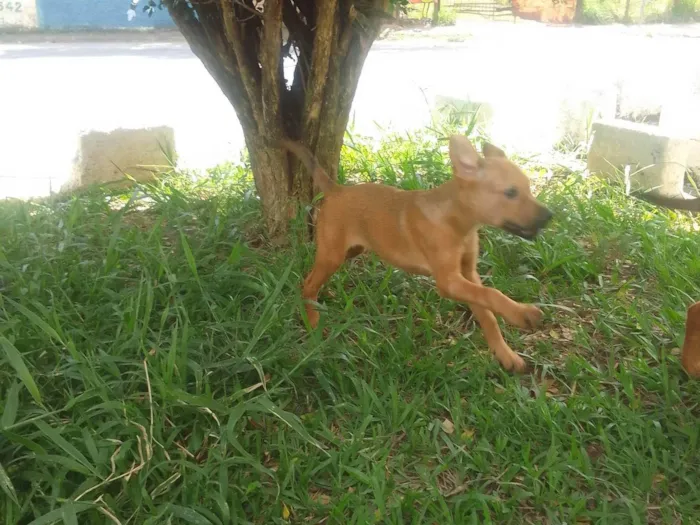 Cachorro ra a Sem raca idade 2 a 6 meses nome Bartek e Agnes 