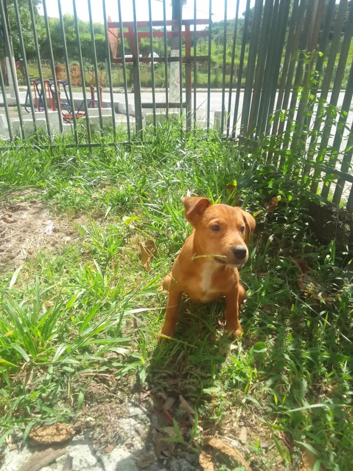 Cachorro ra a Sem raca idade 2 a 6 meses nome Bartek e Agnes 