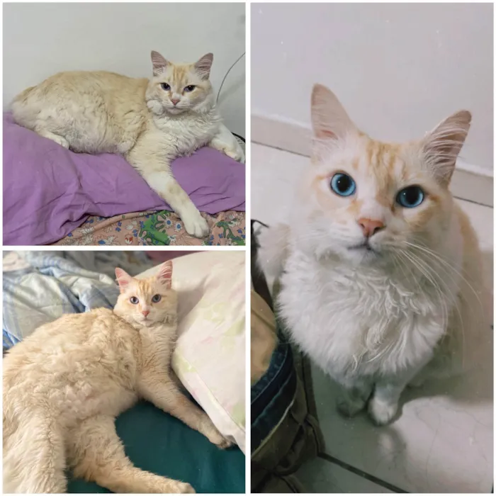 Gato ra a SRD-ViraLata idade 6 ou mais anos nome GRATIFICA - Tinho