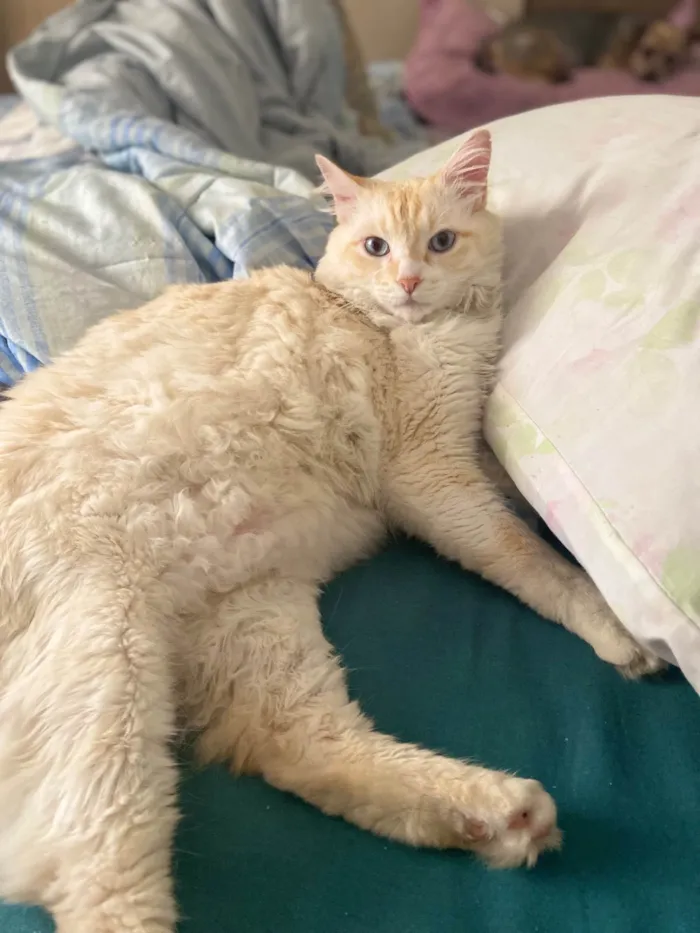 Gato ra a SRD-ViraLata idade 6 ou mais anos nome GRATIFICA - Tinho