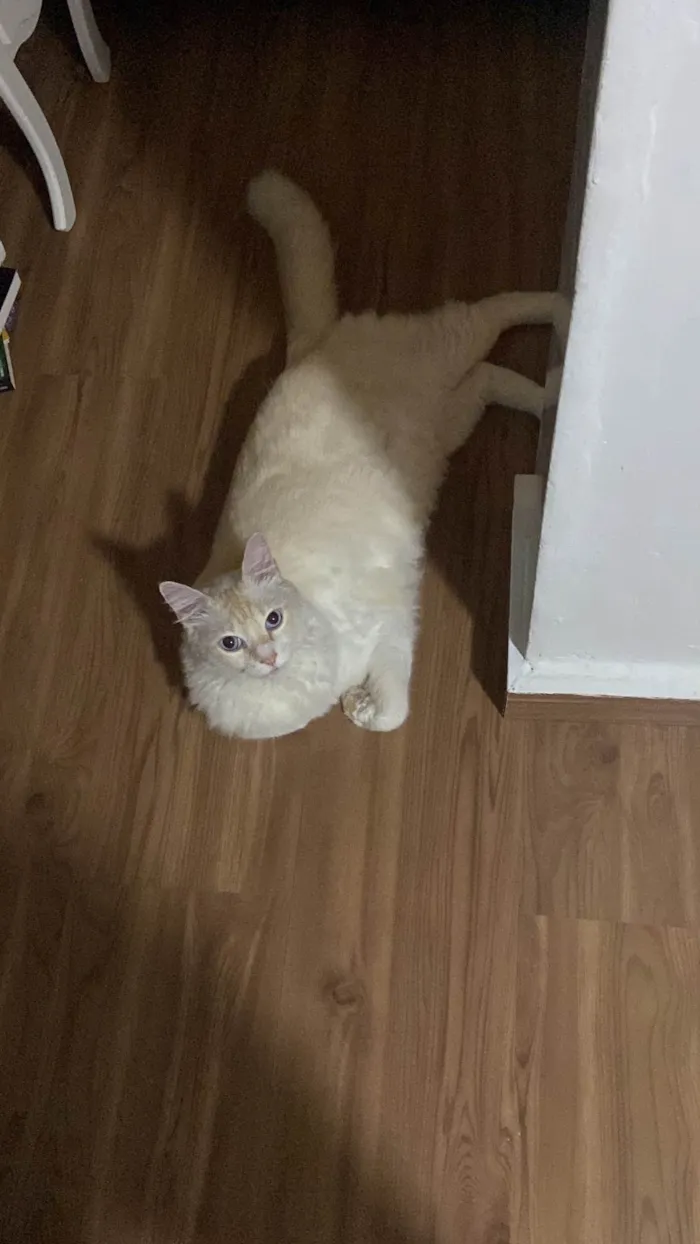 Gato ra a SRD-ViraLata idade 6 ou mais anos nome GRATIFICA - Tinho