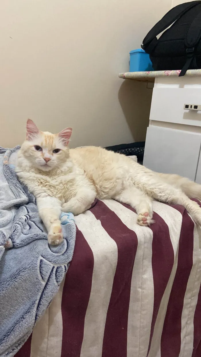 Gato ra a SRD-ViraLata idade 6 ou mais anos nome GRATIFICA - Tinho