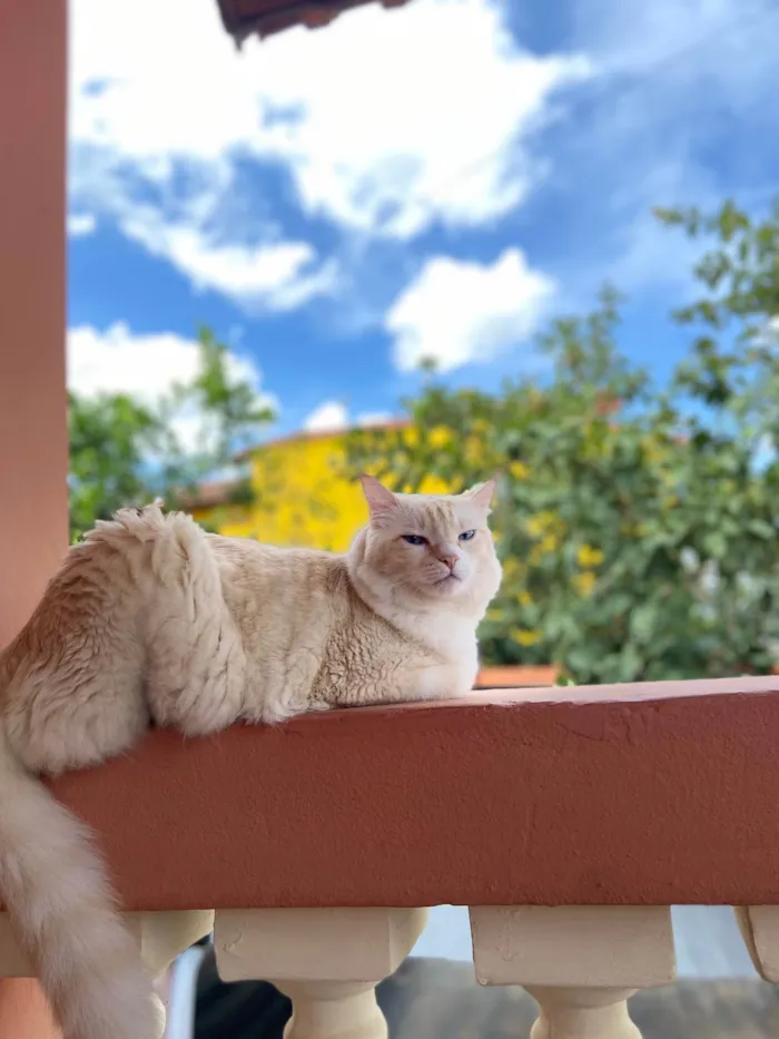 Gato ra a SRD-ViraLata idade 6 ou mais anos nome GRATIFICA - Tinho