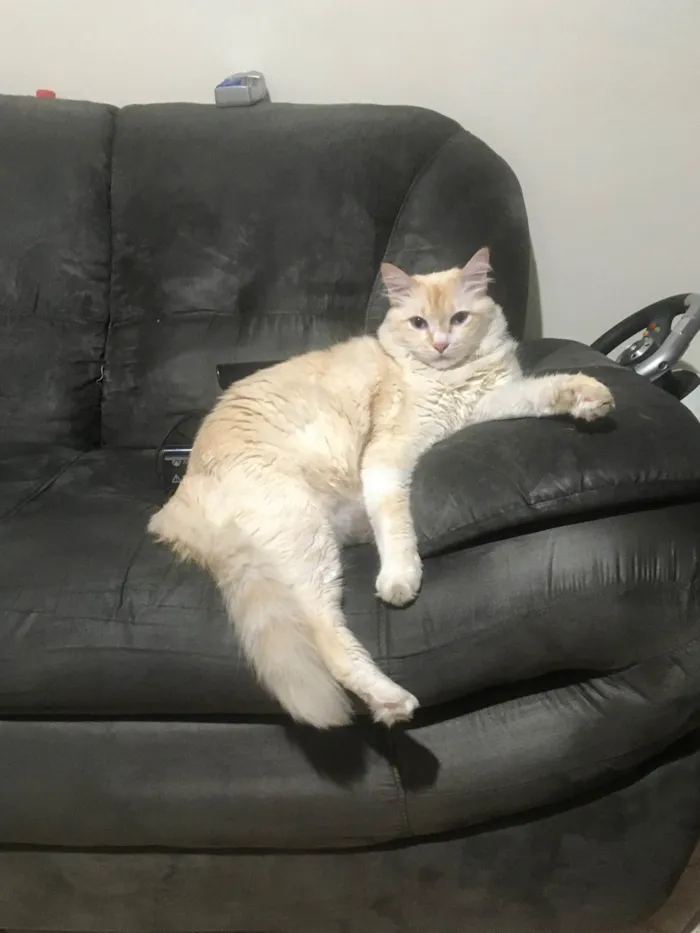 Gato ra a SRD-ViraLata idade 6 ou mais anos nome GRATIFICA - Tinho