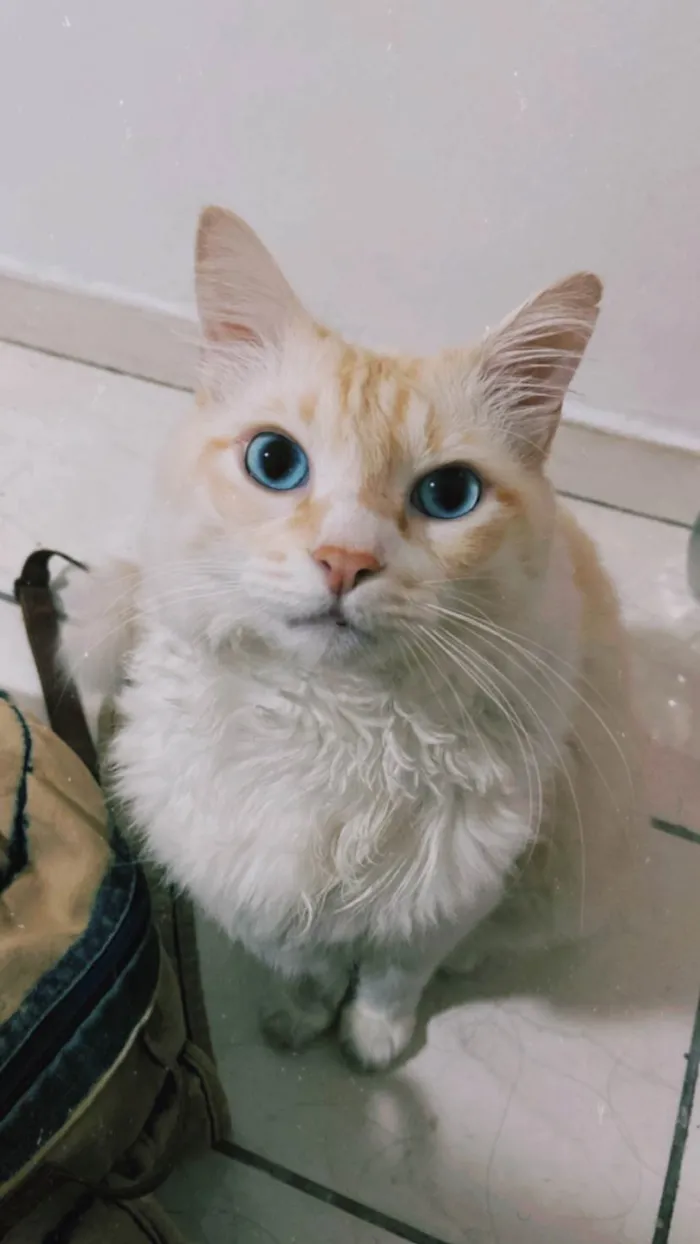 Gato ra a SRD-ViraLata idade 6 ou mais anos nome GRATIFICA - Tinho