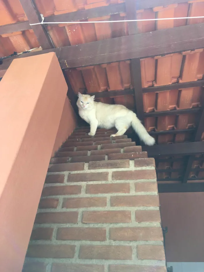 Gato ra a SRD-ViraLata idade 6 ou mais anos nome GRATIFICA - Tinho
