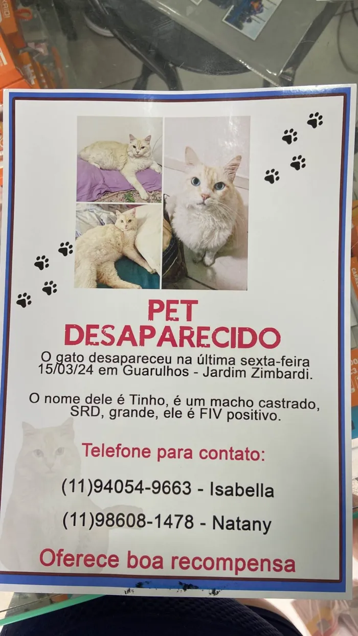 Gato ra a SRD-ViraLata idade 6 ou mais anos nome GRATIFICA - Tinho