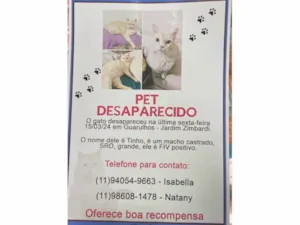 Gato raça SRD-ViraLata idade 6 ou mais anos nome GRATIFICA - Tinho