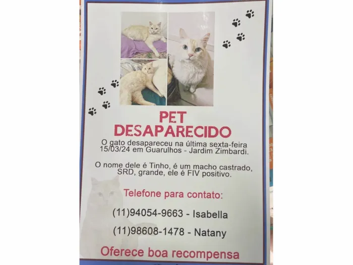 Gato ra a SRD-ViraLata idade 6 ou mais anos nome GRATIFICA - Tinho