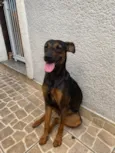 Pitchulinha
