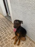Pitchulinha